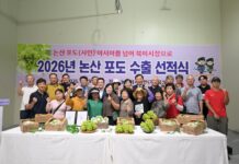 논산 샤인머스캣, 북미시장 첫 진출…수출 영토 넓혔다